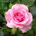 Pink flower